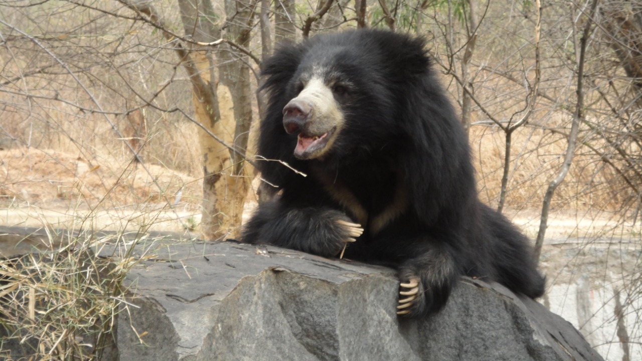 Image Credit: Athira binoy - CC BY-SA 4.0/Wiki Commons