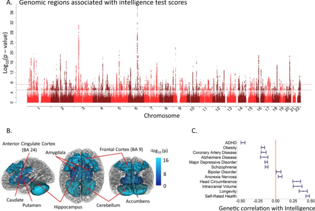 pyramidal neurons in the hippocampus